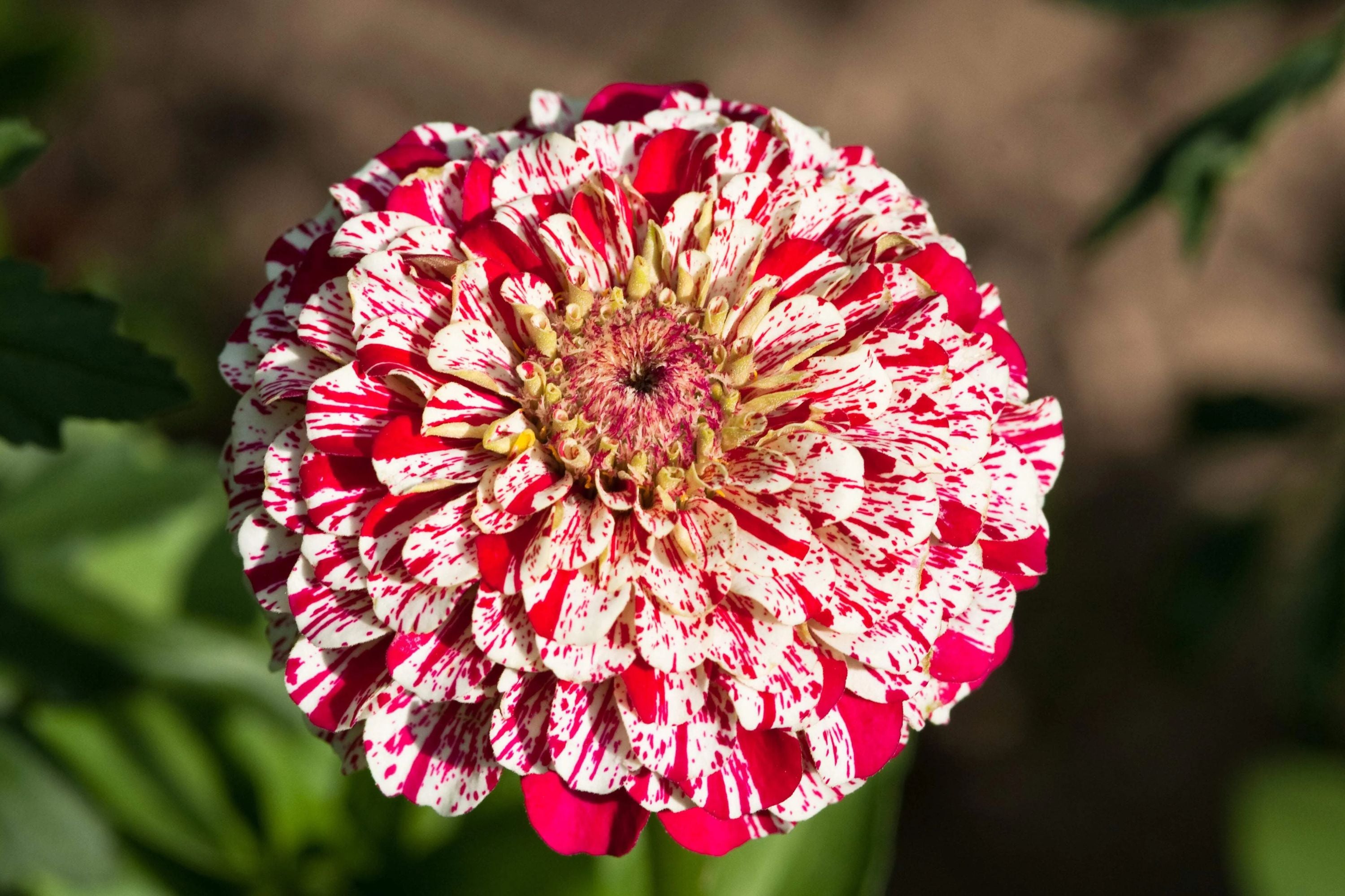 Bon Bon Mix Zinnia Seeds  100+ Dwarf Flower Seeds, , Colorful Pom-Pom   Jayme Garden