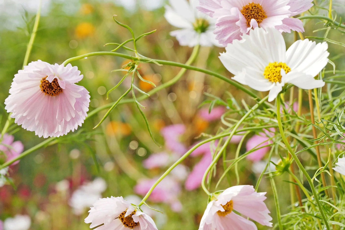 Cupcake Blush Cosmos Seeds - 200+ Dreamy Pink Blooms - USA Grown - - Butterfly Garden - Cut Flowers - Easy to Grow