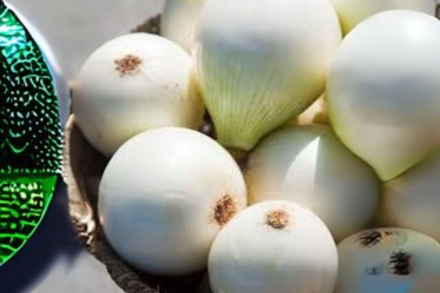 Blanco Duro Onion Seeds | Heirloom White Onion, Home Garden (250 mg)