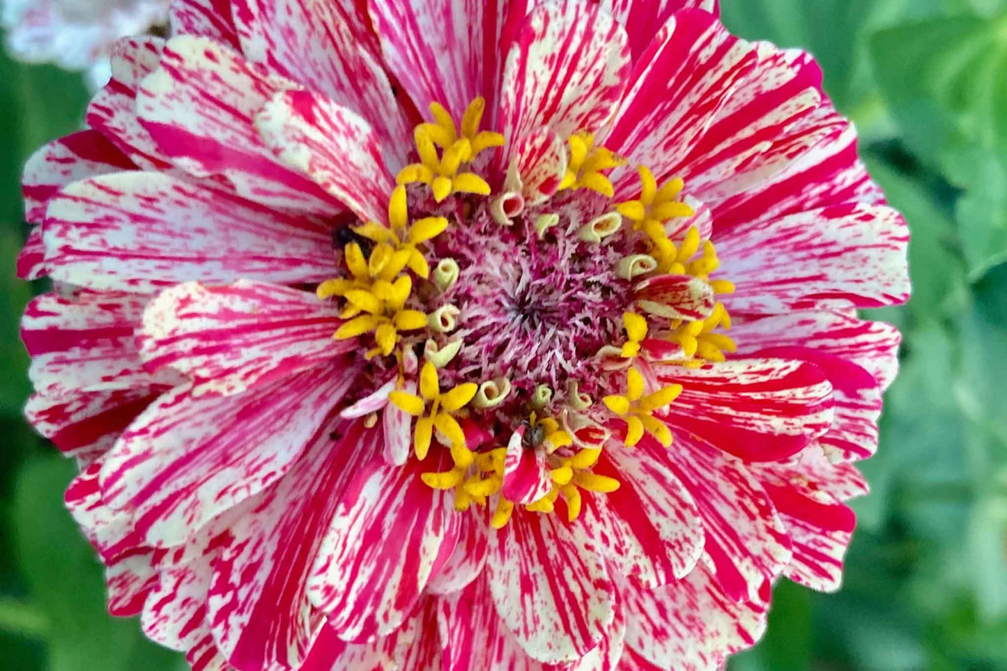 Bon Bon Mix Zinnia Seeds – 100+ Dwarf Flower Seeds, , Colorful Pom-Pom Blooms, Pollinator & Container Garden