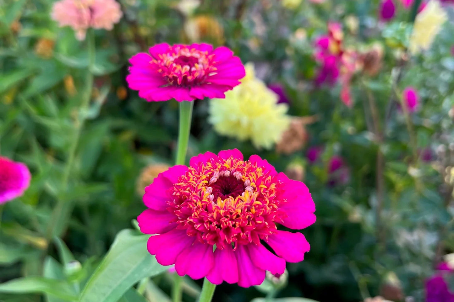 Scabiosa Flowered Zinnia Seeds – 100+ Unique Bloom Seeds, , Double Petals, Cut Flower Garden, Pollinator Favorite