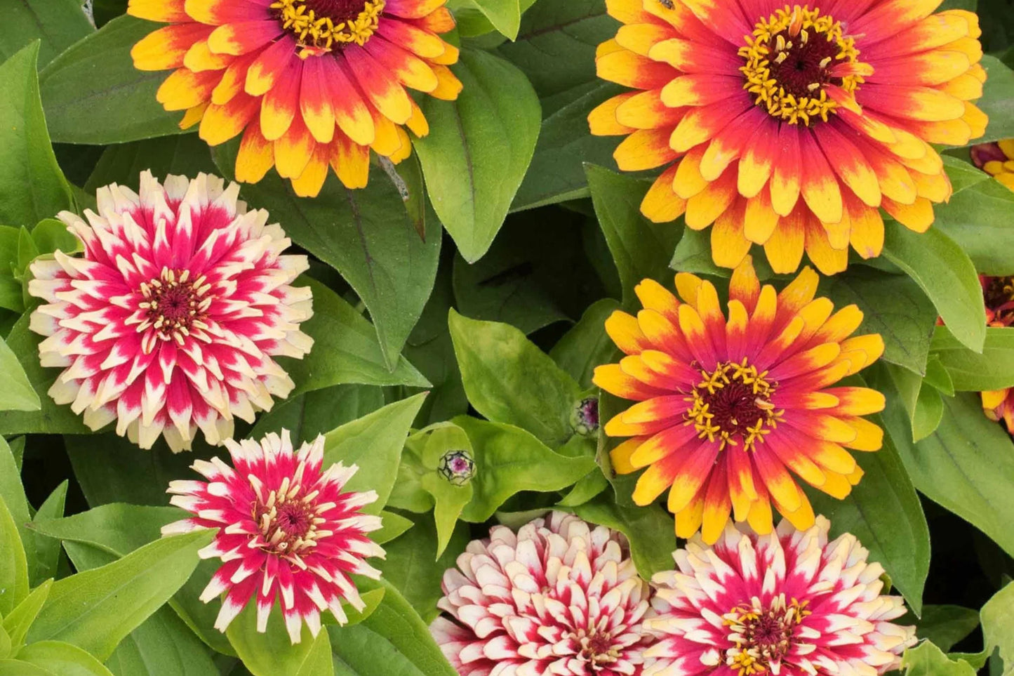 Swizzle Mix Zinnia Seeds - 100+ Heirloom Flower Seeds, , Bi-Color Blooms, Cut Flower & Pollinator Garden