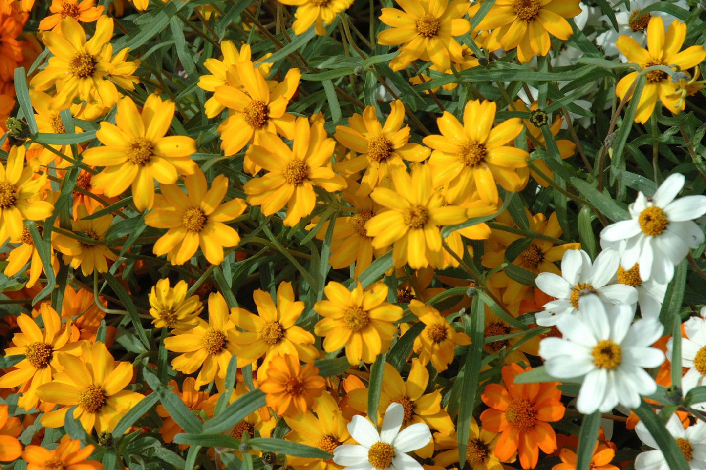 Starbright Mix Zinnia Seeds - 100+ Colorful Flower Seeds, , Pollinator Favorite, Cut Flower Garden, USA Grown