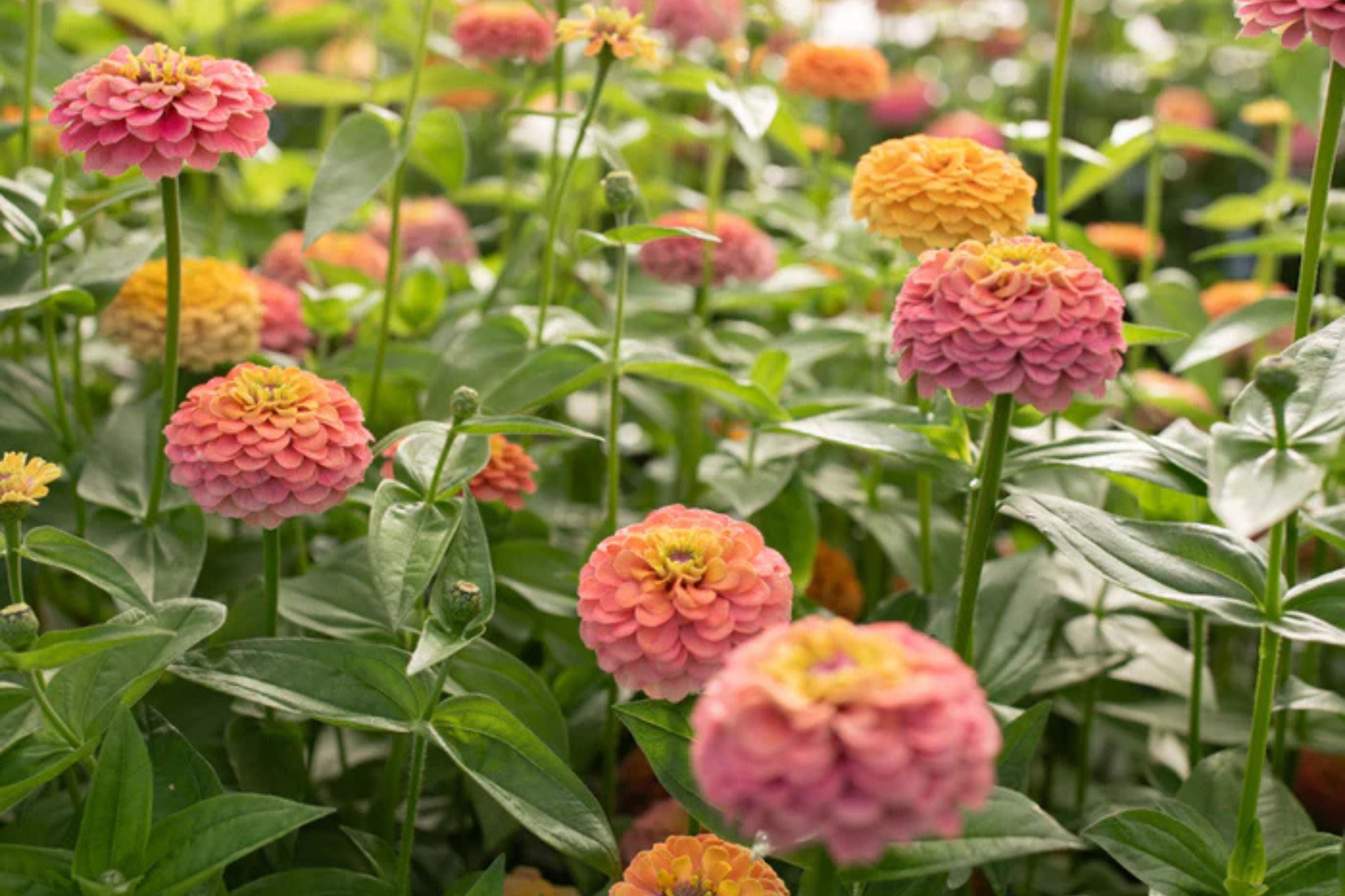unicorn flower seeds Unicorn Mix Zinnia Seeds - 100+ Magical Color Blooms - USA Grown