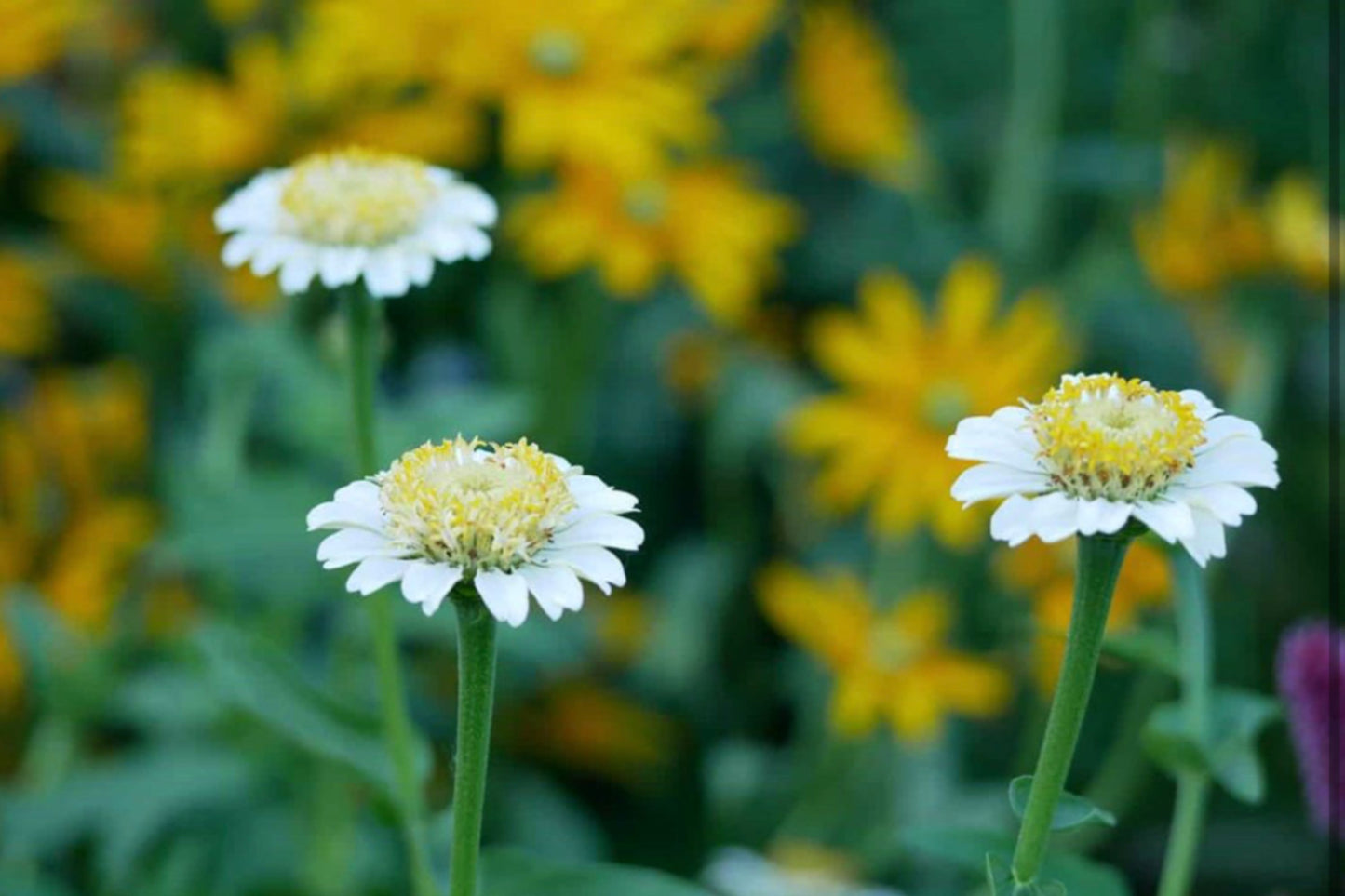 Zinderella White Zinnia Seeds – 100+ Heirloom Flower Seeds, , Double Blooms, Cut Flower Garden, Pollinator Favorite