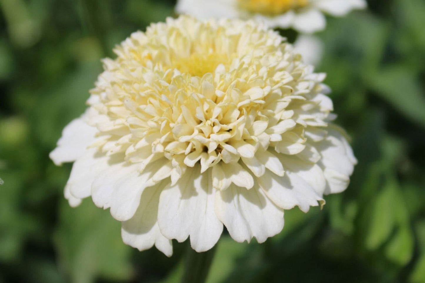 Zinderella White Zinnia Seeds – 100+ Heirloom Flower Seeds, , Double Blooms, Cut Flower Garden, Pollinator Favorite