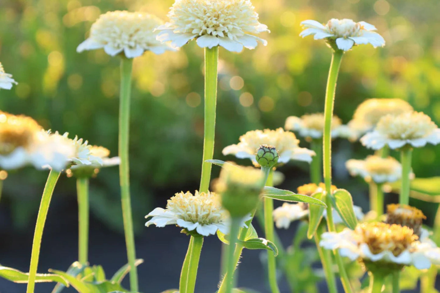 Zinderella White Zinnia Seeds – 100+ Heirloom Flower Seeds, , Double Blooms, Cut Flower Garden, Pollinator Favorite