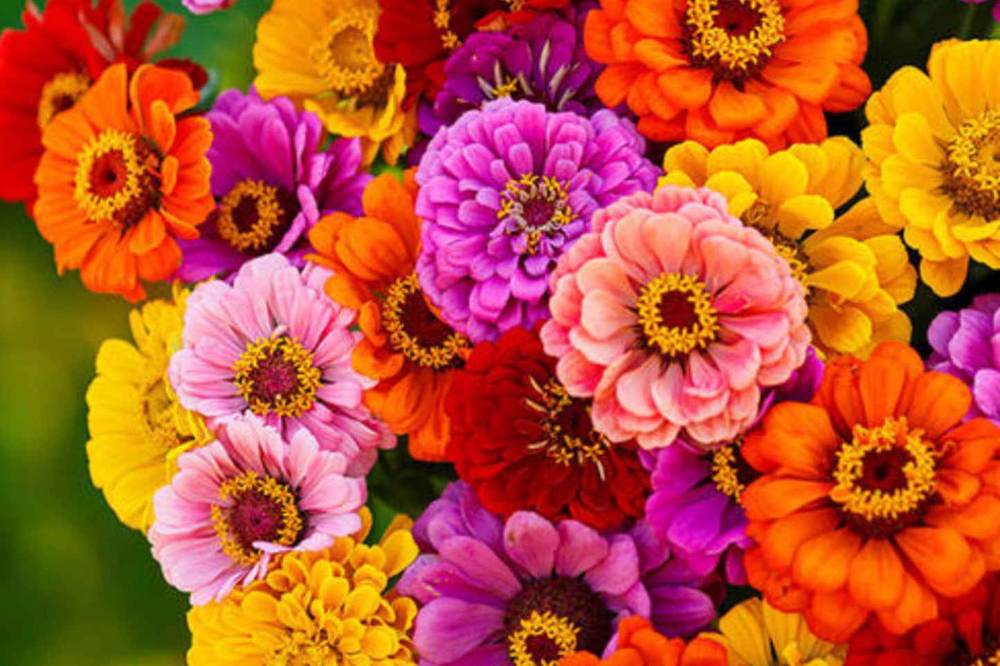 California Giants Mix Gerbera Daisy Seeds – 200+ Flower Seeds, , Vibrant Colors, Cut Flower Garden, USA Grown