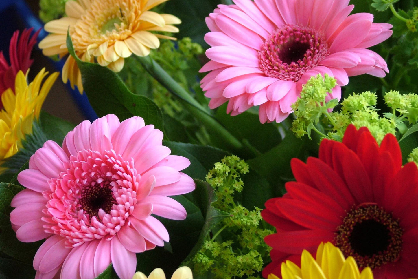 California Giants Mix Gerbera Daisy Seeds – 200+ Flower Seeds, , Vibrant Colors, Cut Flower Garden, USA Grown