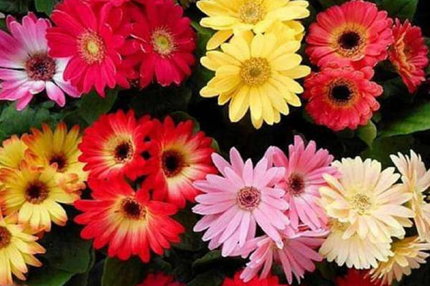 California Giants Mix Gerbera Daisy Seeds – 200+ Flower Seeds, , Vibrant Colors, Cut Flower Garden, USA Grown
