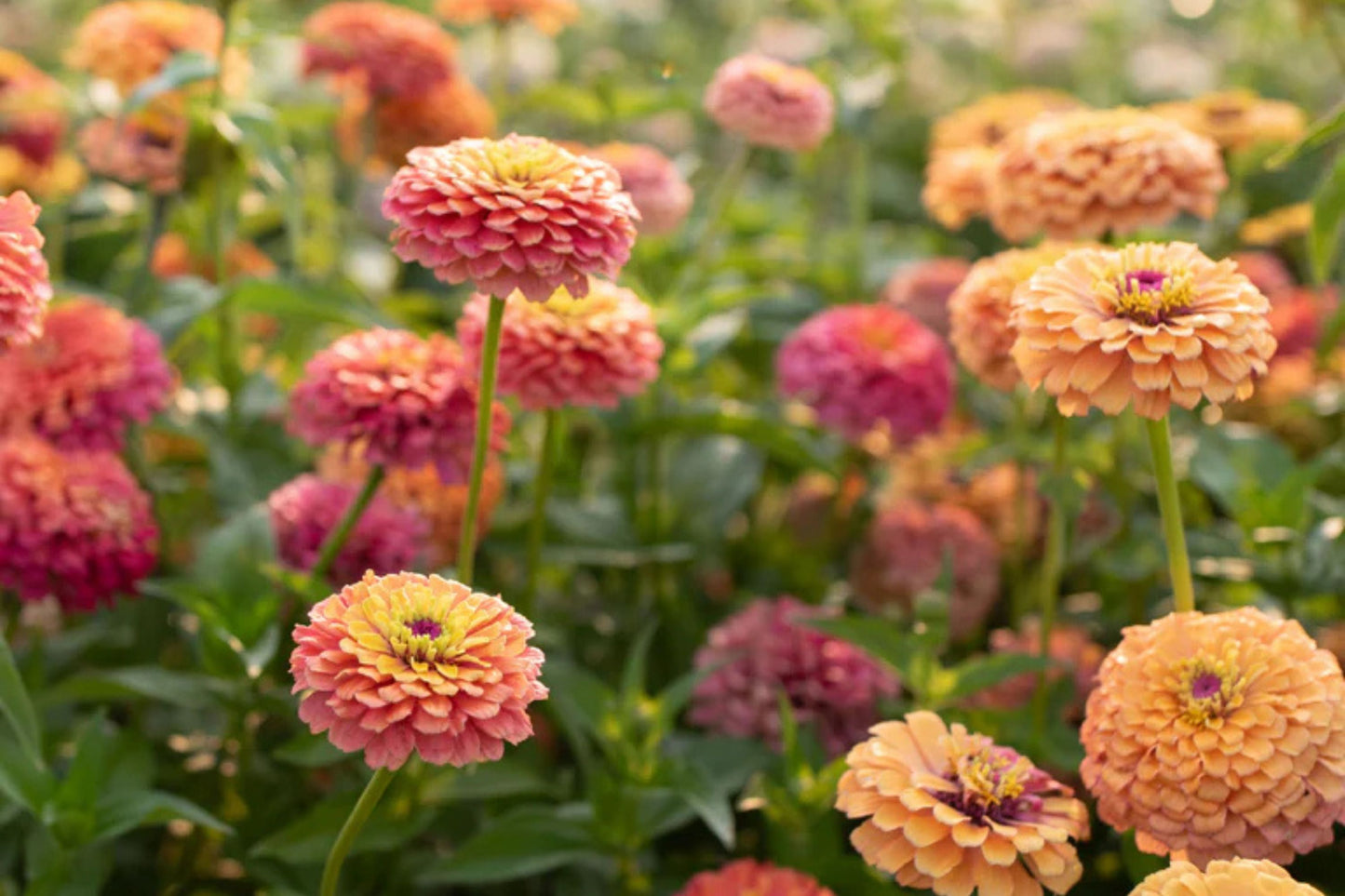 Unicorn Mix Zinnia Seeds - 100+ Magical Color Blooms - USA Grown - - Butterfly Garden - Cut Flowers - Easy to Grow