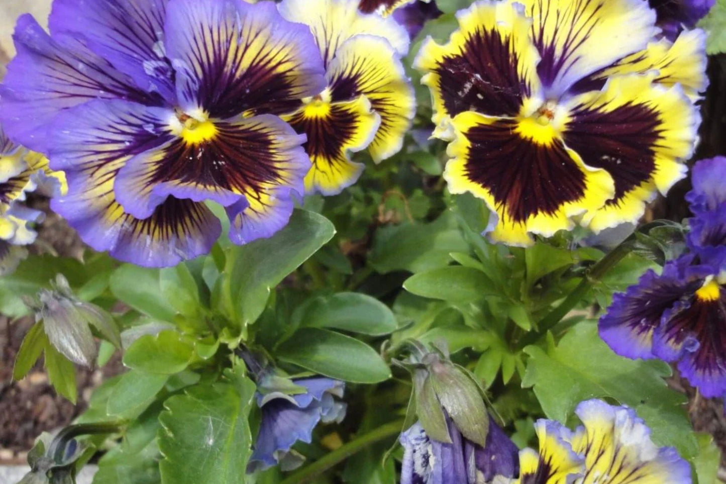 Rococo Mix Pansy Seeds – 200+ Viola Flower Seeds, , Heirloom Variety, Cool Weather Blooms, Garden & Container
