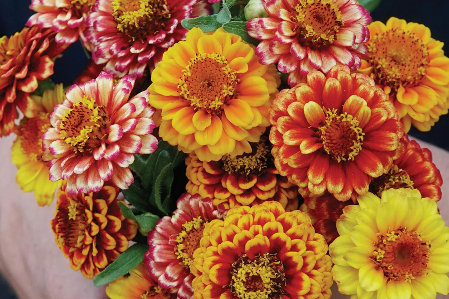 Aztec Sunset Zinnia Seeds - 100+ Heirloom Flower Seeds, USA Grown, , Pollinator Favorite, Cut Flower Garden