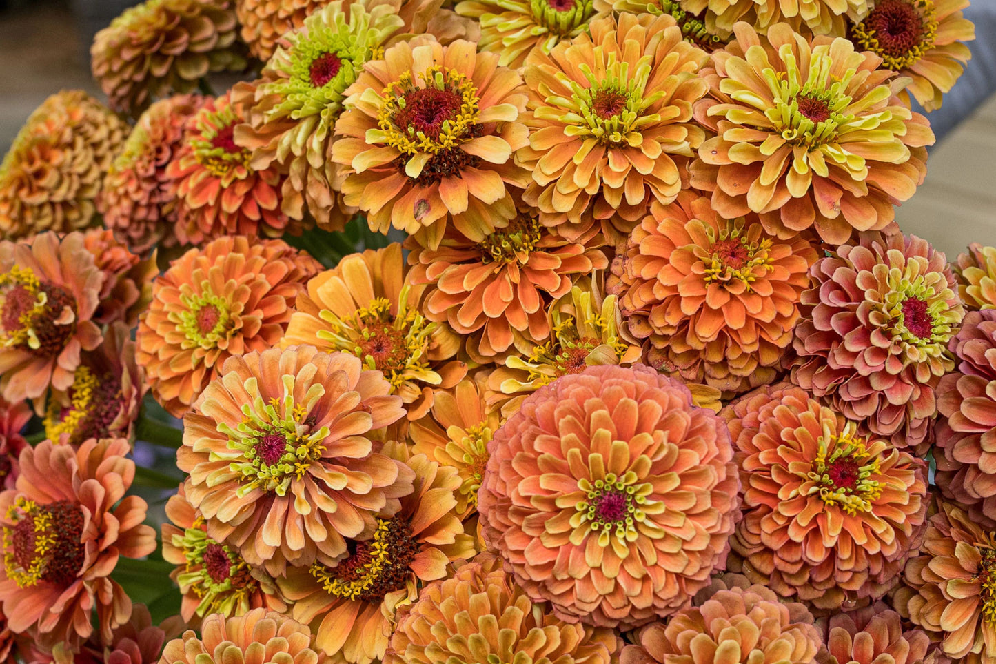 Queen Lime Orange Zinnia Seeds – 100+ Heirloom Flower Seeds, USA Grown, , Pollinator Magnet, Cut Flower Garden