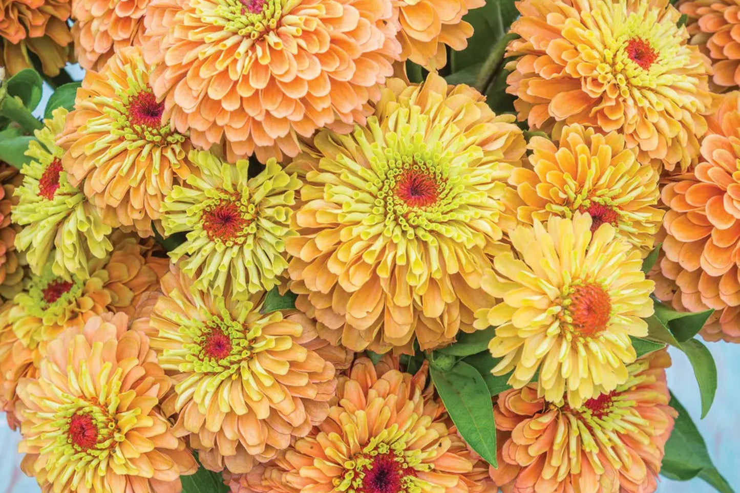 Queen Lime Orange Zinnia Seeds – 100+ Heirloom Flower Seeds, USA Grown, , Pollinator Magnet, Cut Flower Garden