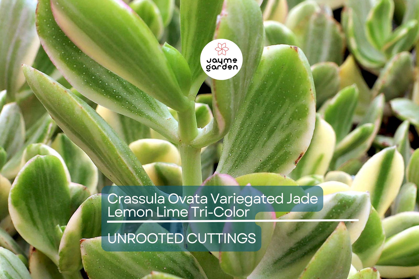 5 Cuttings Crassula Ovata Variegated Jade Lemon Lime Tri-Color Succulent Cactus
