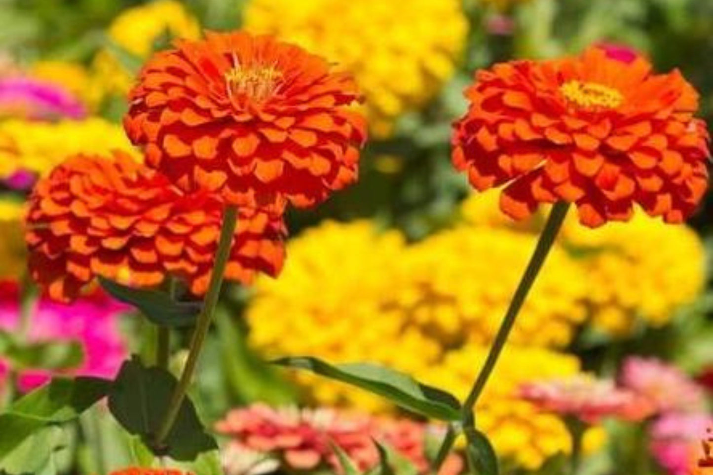Unicorn Mix Zinnia Seeds - 100+ Magical Color Blooms - USA Grown - - Butterfly Garden - Cut Flowers - Easy to Grow