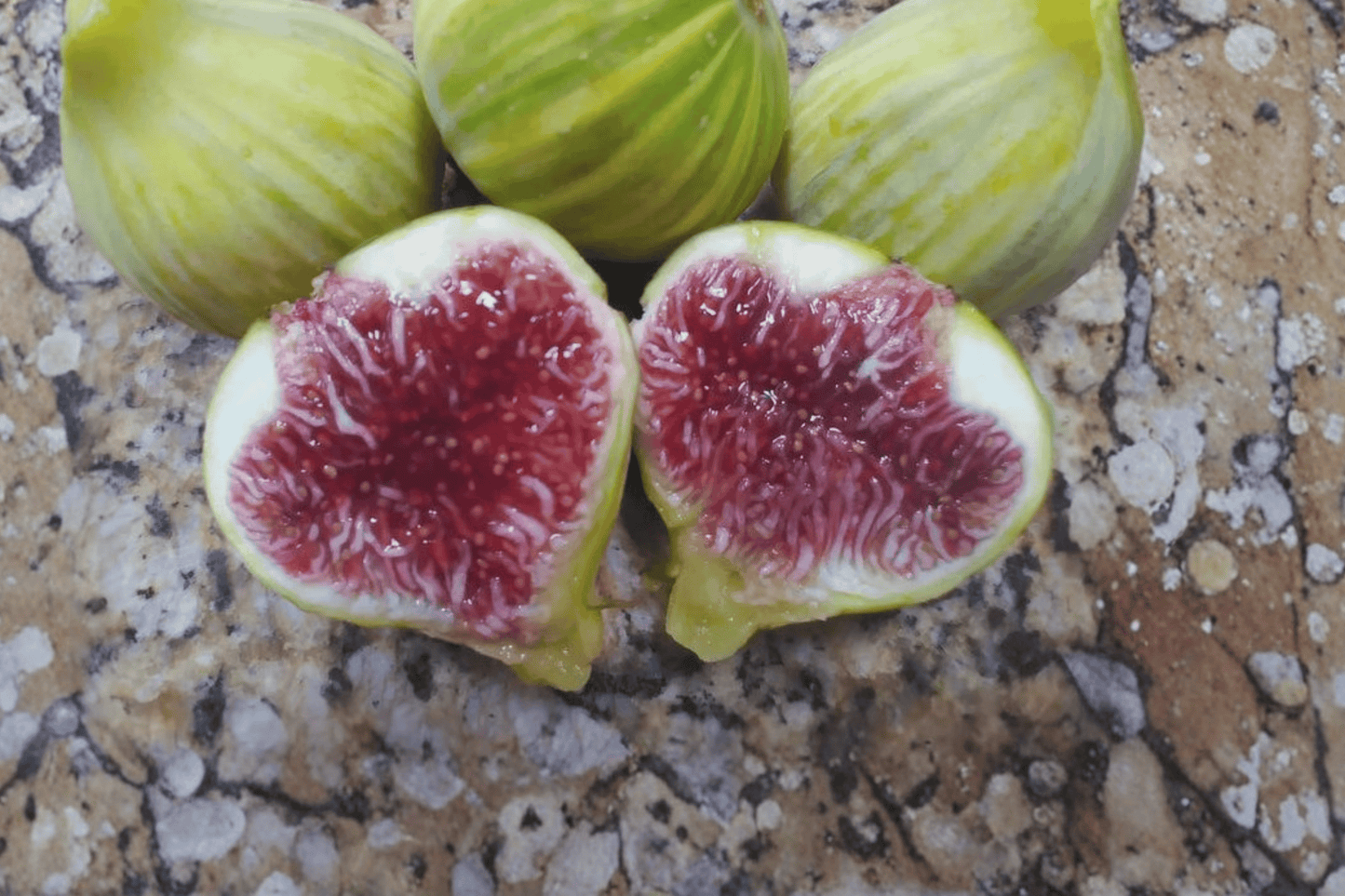 Figo Preto Fig 2 Unrooted Hardwood Cuttings – 6–8 Inches – Ficus carica