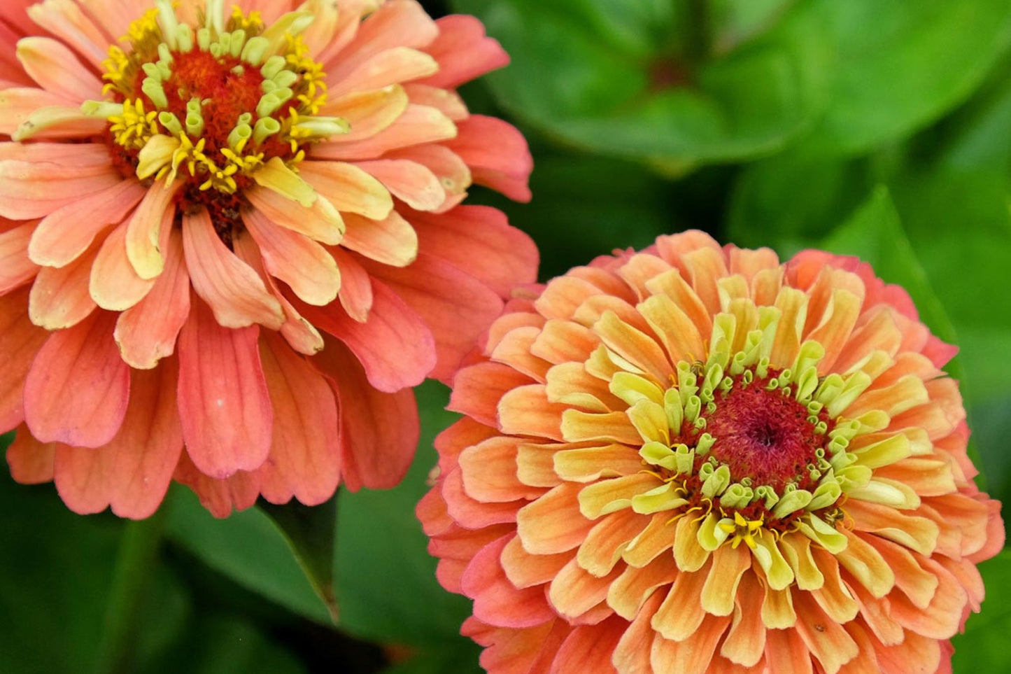 Queen Lime Orange Zinnia Seeds – 100+ Heirloom Flower Seeds, USA Grown, , Pollinator Magnet, Cut Flower Garden