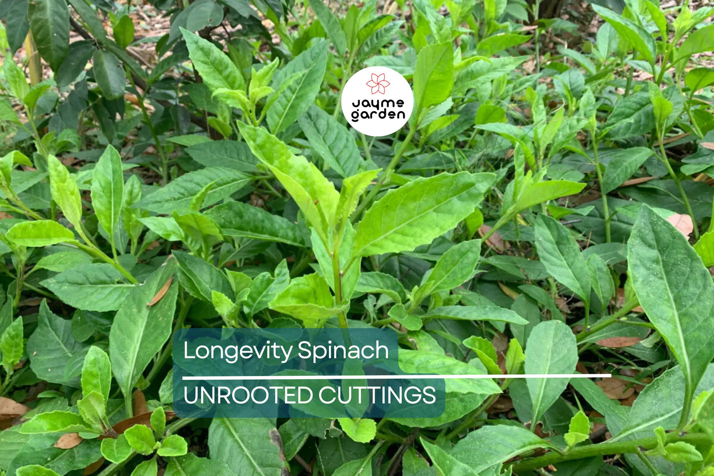 Longevity Spinach Cuttings - 15 Pack - Gynura Procumbens - Perennial Edible Green - Fast Growing - FREE Shipping - Florida Farm