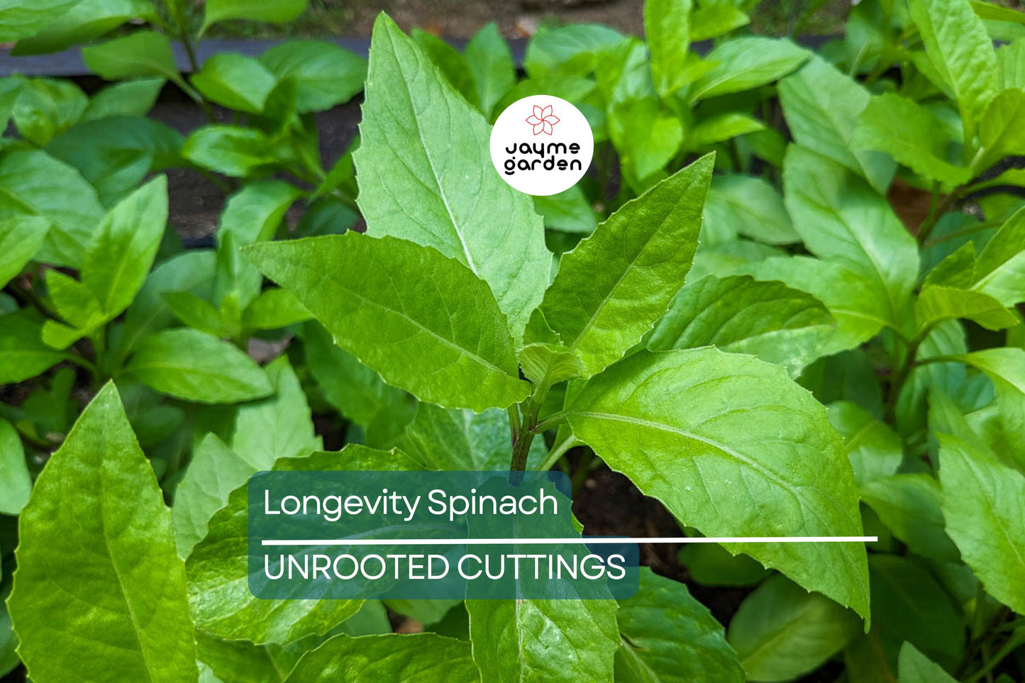 Longevity Spinach Cuttings - 15 Pack - Gynura Procumbens - Perennial Edible Green - Fast Growing - FREE Shipping - Florida Farm