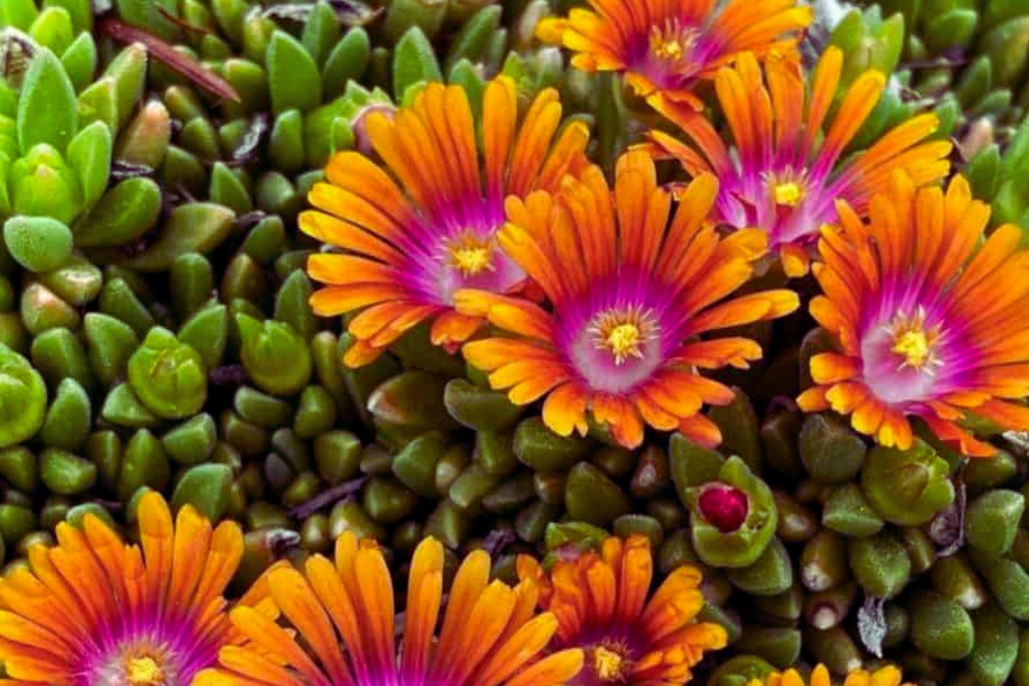 Ice Plant Mix Seeds - 400 Seeds - Ground Cover Xeriscape - Mesembryanthemum - Colorful Daisy-Like Flowers