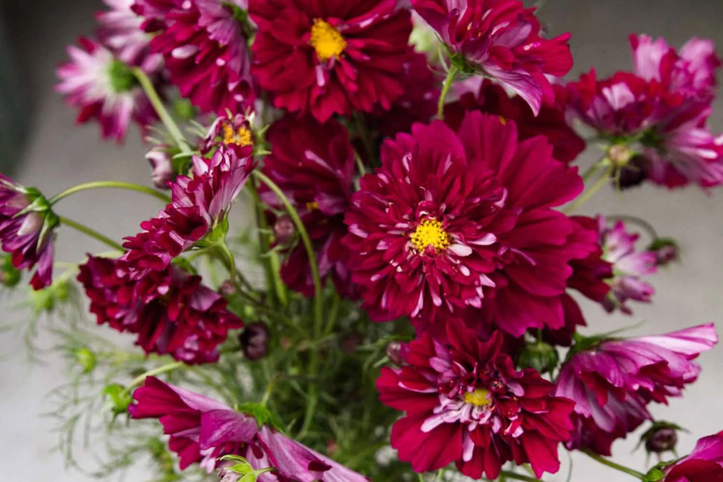 Double Click Cranberries Cosmos Seeds - 200+ Heirloom Flower Seeds, USA Grown, , Pollinator-Friendly Cut Flowers