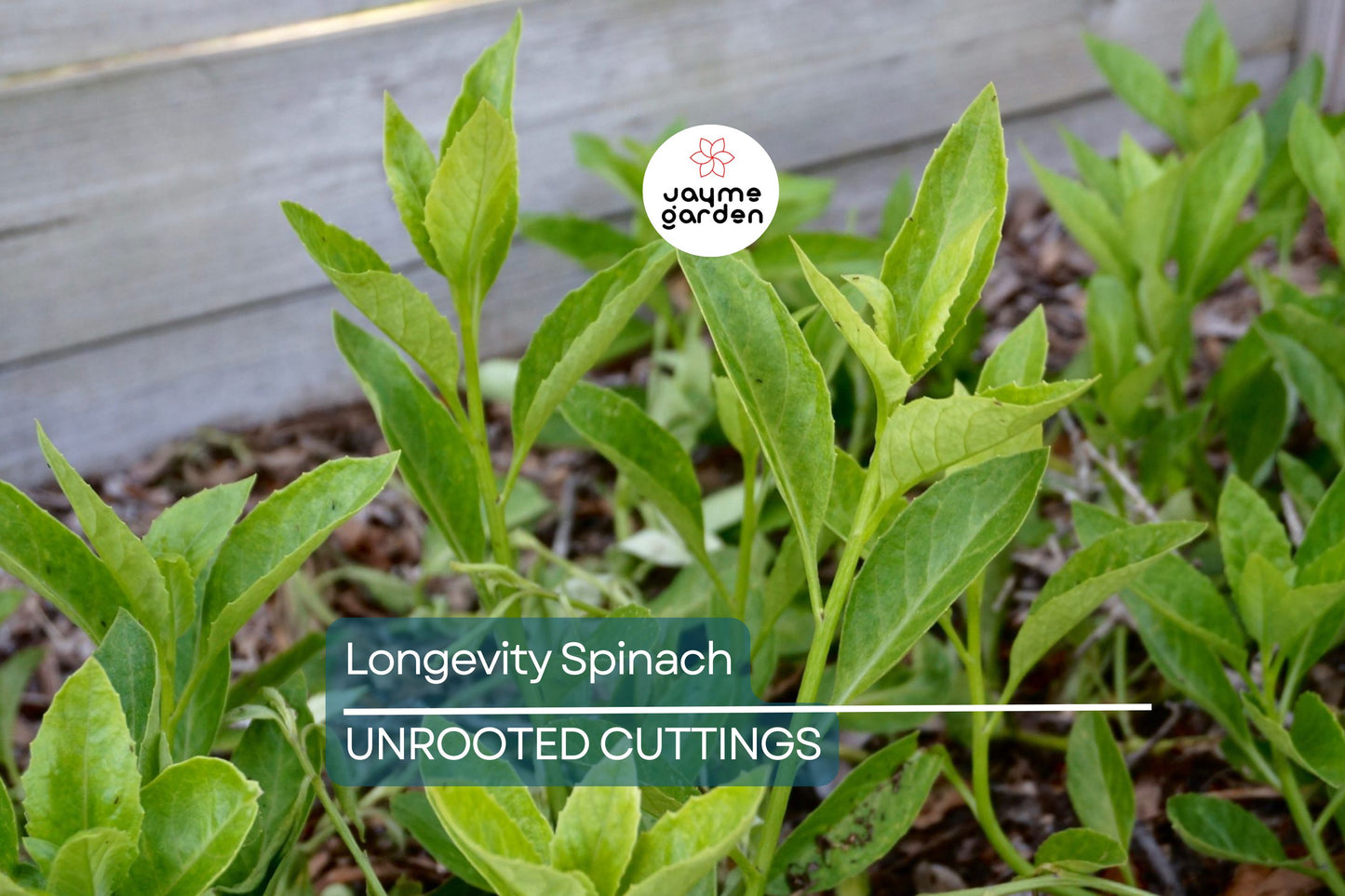 Longevity Spinach Cuttings - 15 Pack - Gynura Procumbens - Perennial Edible Green - Fast Growing - FREE Shipping - Florida Farm