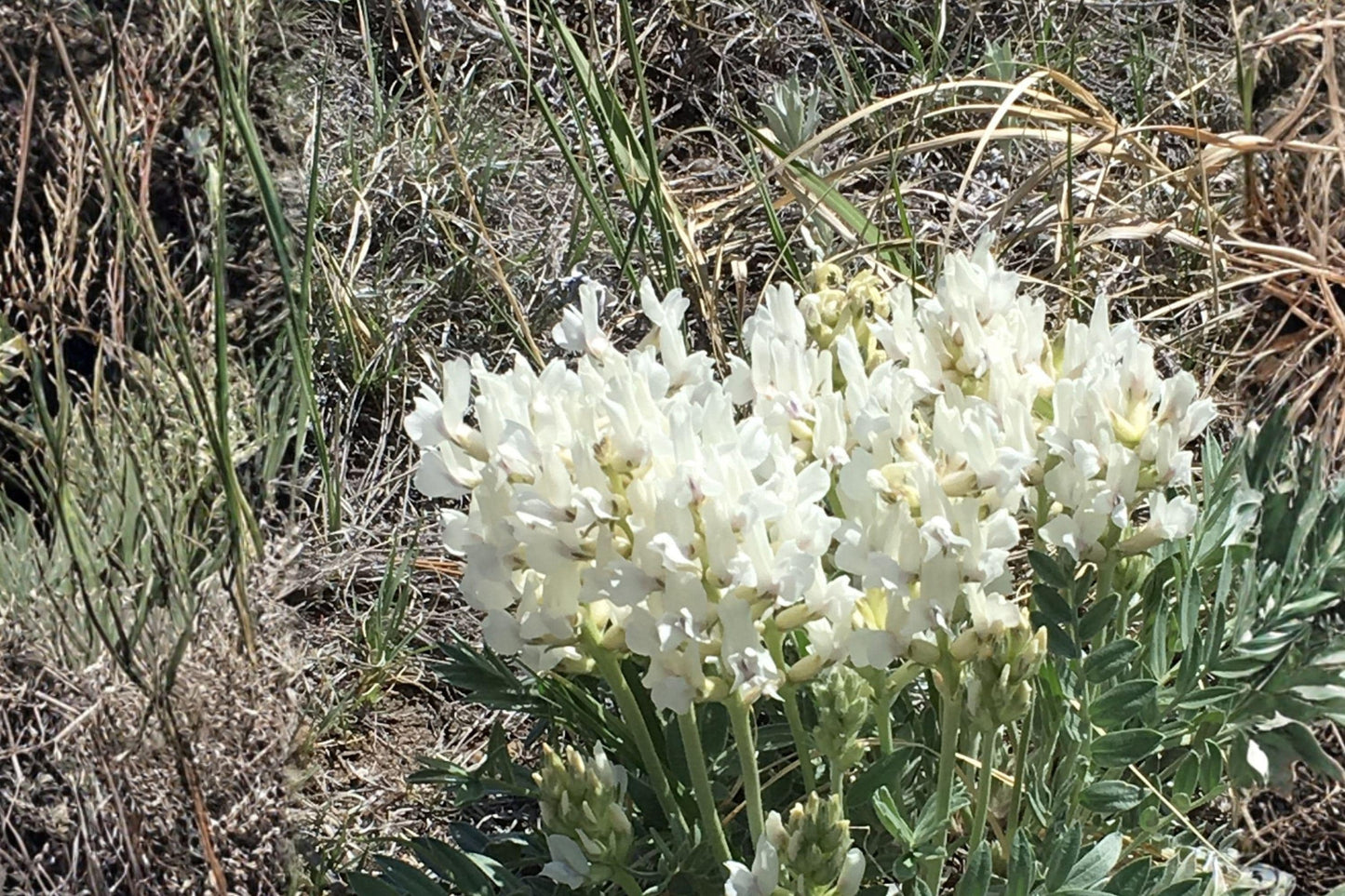 25 Silky Locoweed Seeds โ Oxytropis sericea โ Native Wildflower โ Drought Tolerant โ Prairie Plant Seeds