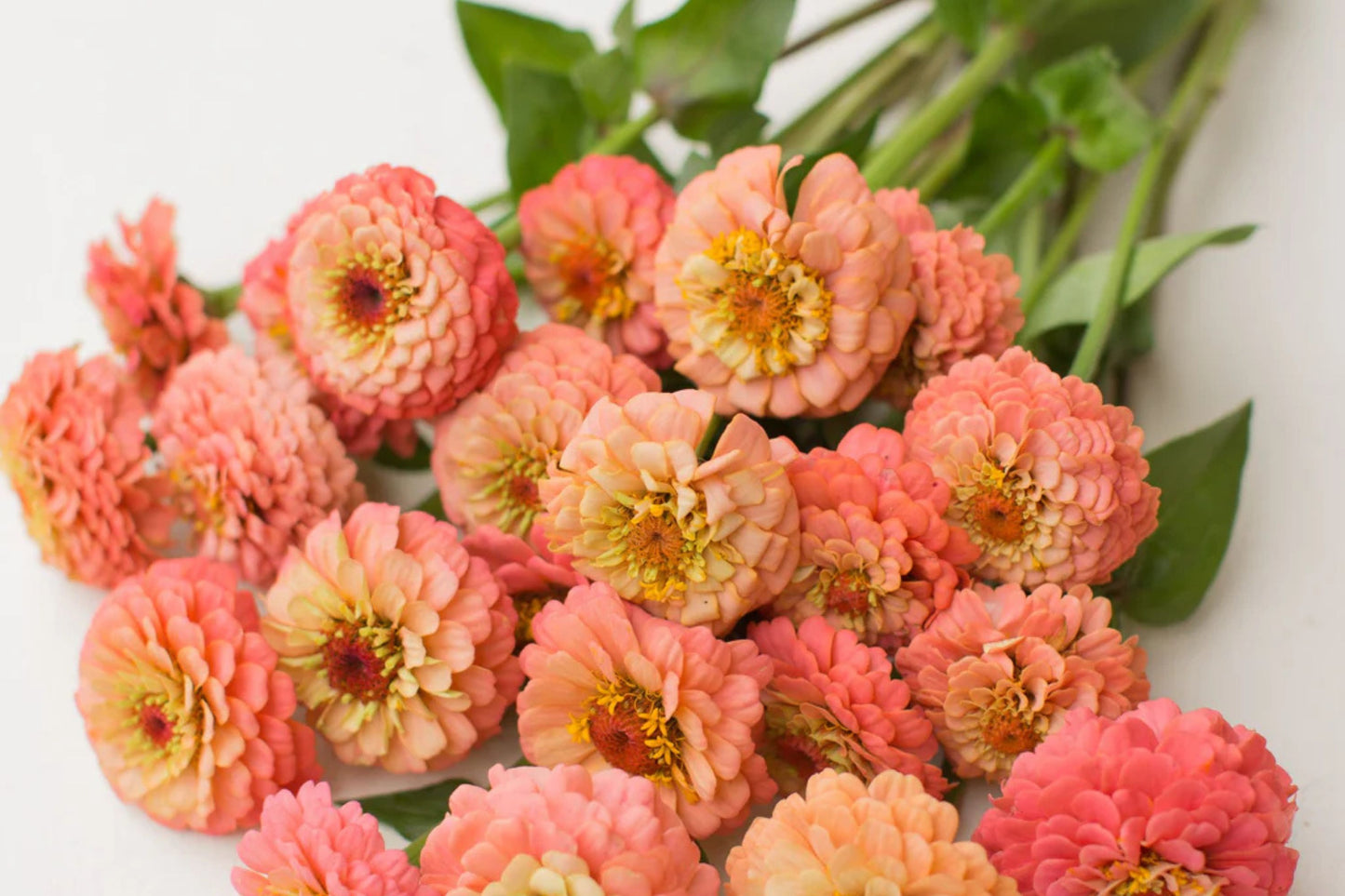 Oklahoma Salmon Zinnia Seeds – 100+ Heirloom Flower Seeds, USA Grown, , Pollinator-Friendly, Cut Flowers