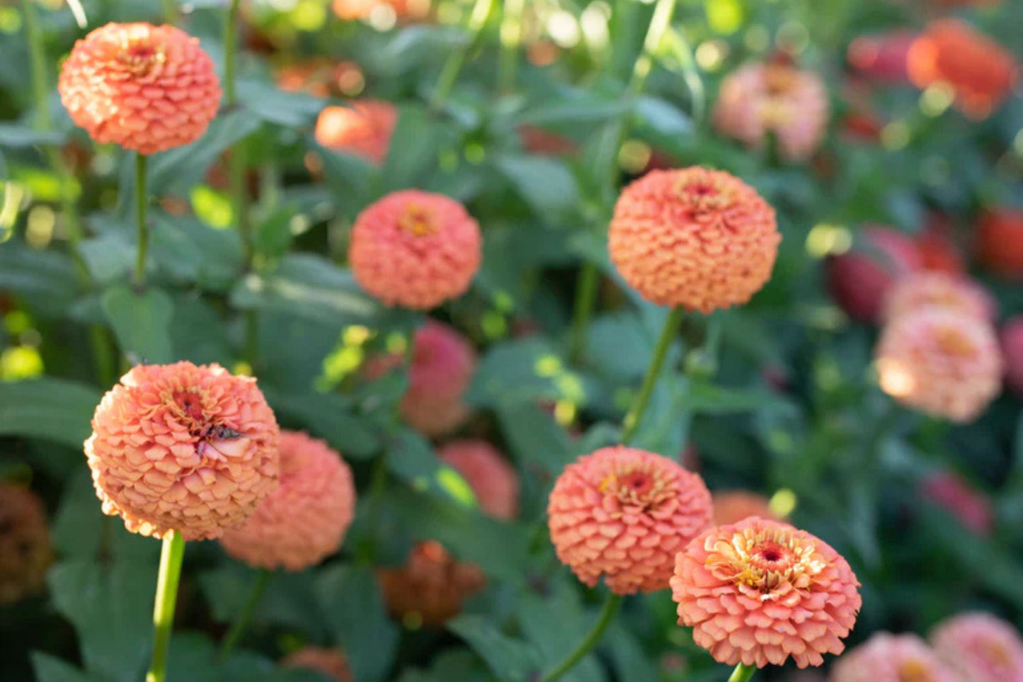 Oklahoma Salmon Zinnia Seeds – 100+ Heirloom Flower Seeds, USA Grown, , Pollinator-Friendly, Cut Flowers