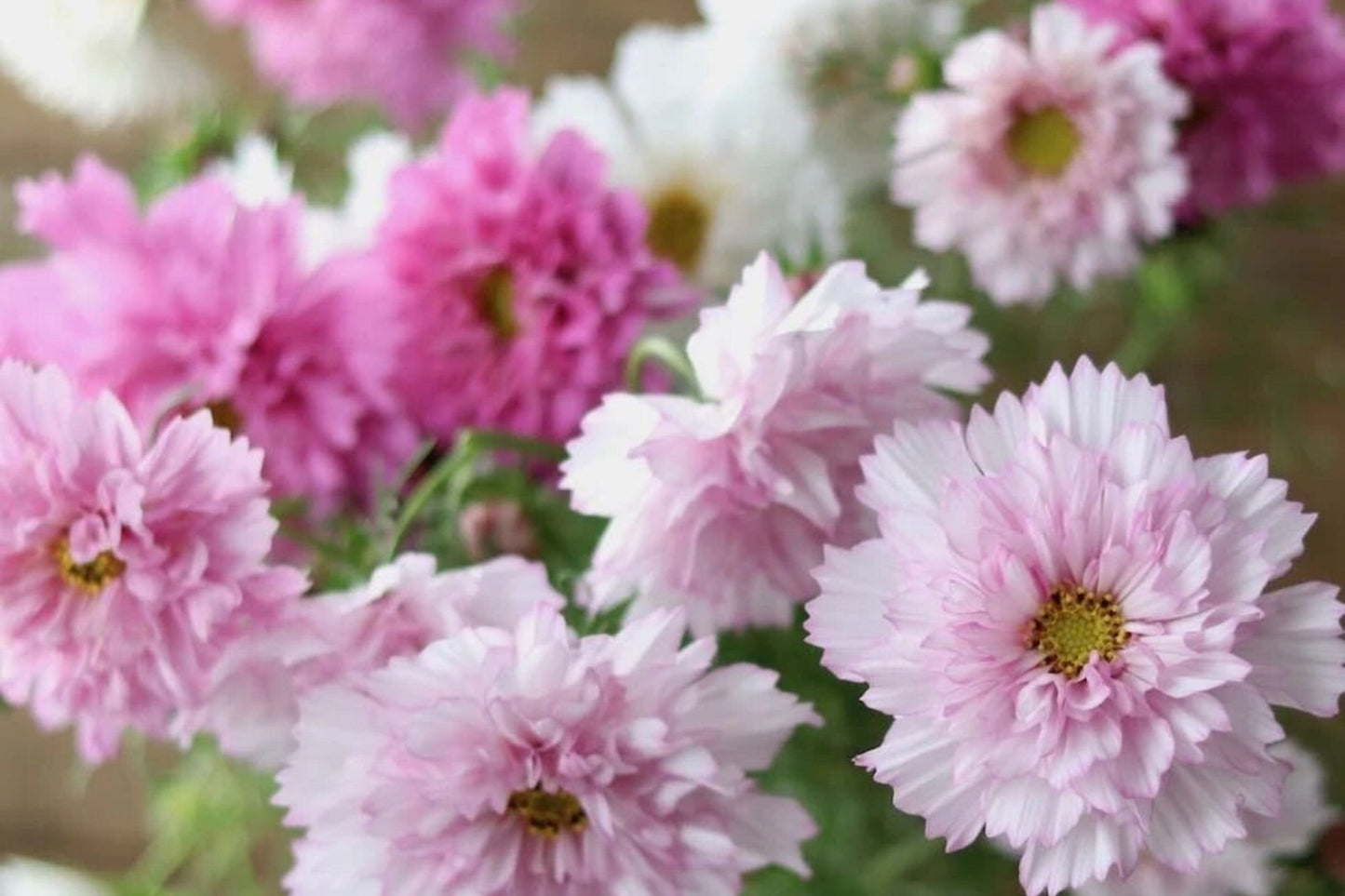 Double Click Bicolor Rose Cosmos Seeds – 200+ Heirloom Flower Seeds, USA Grown, , Attracts Pollinators