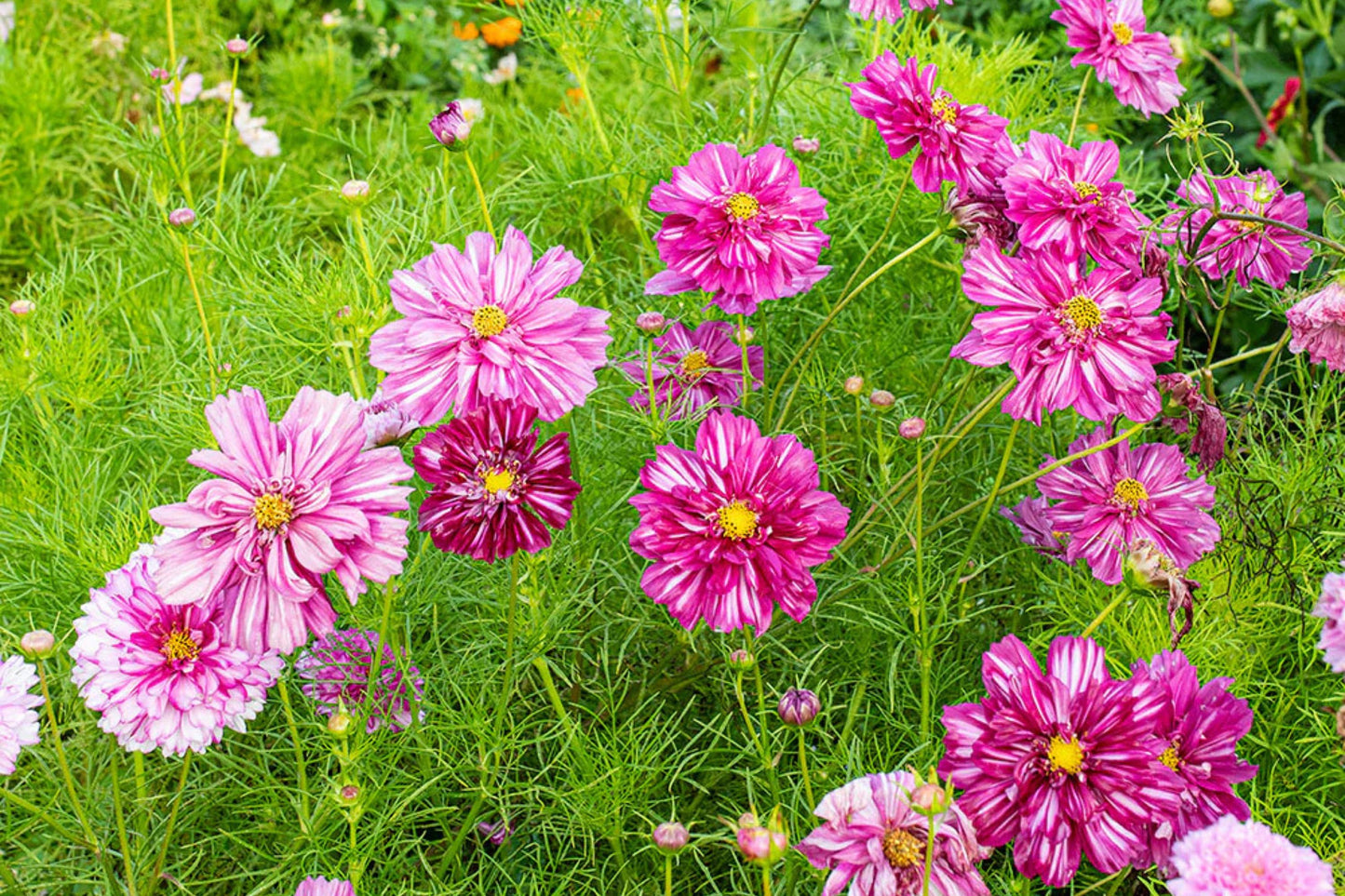 Double Click Bicolor Rose Cosmos Seeds – 200+ Heirloom Flower Seeds, USA Grown, , Attracts Pollinators