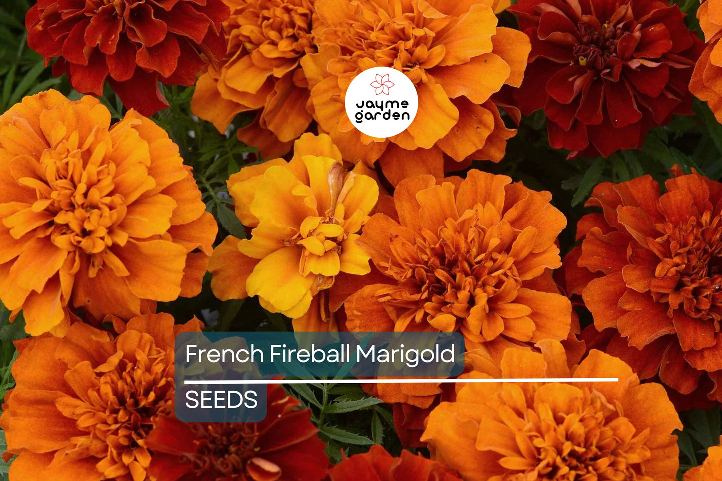 French Fireball Marigold Seeds - 25+ Bi-Color Blooms - USA Grown - - Pest Repellent - Butterfly Magnet - Easy to Grow