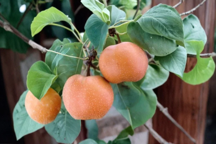 Chojuro Asian Pear Scionwood 5 Fresh Green Scions Cut to Order Pyrus pyrifolia for Grafting