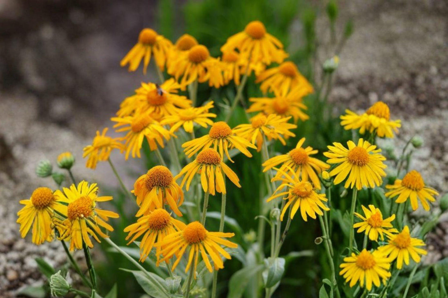 40 Orange Mountain Daisy Seeds – Hymenoxys hoopesii – Native Wildflower – Pollinator Plant – Yellow Blooms