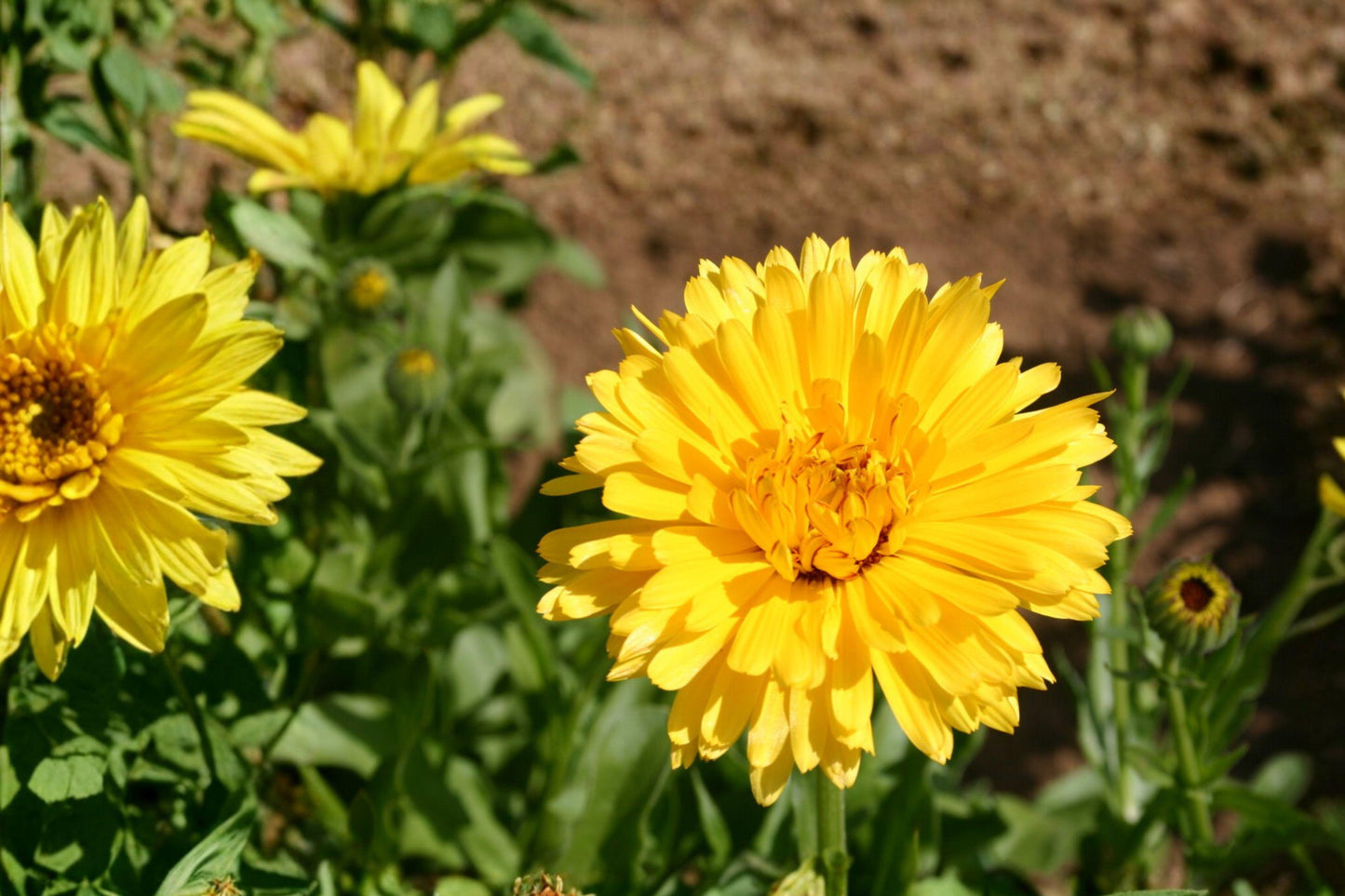 Calendula Seeds: Pacific Beauty Yellow, Annual Pollinator Flower (300 mg)