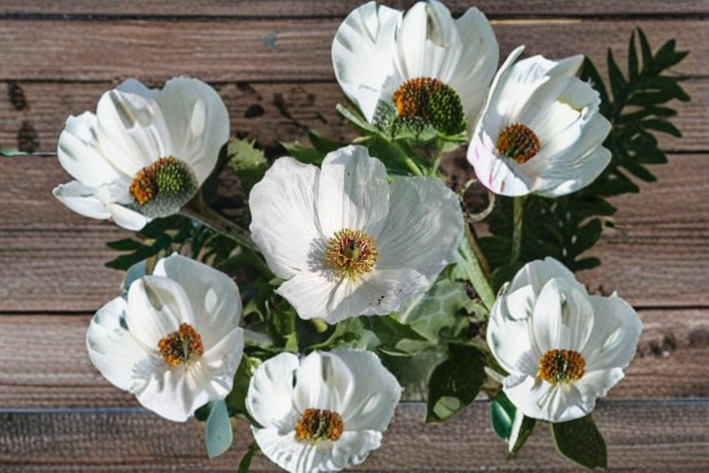 15 Seeds Argemone polyanthemos — Prickly Poppy, Drought-Tolerant Native Wildflower for Dry Soils & Full Sun