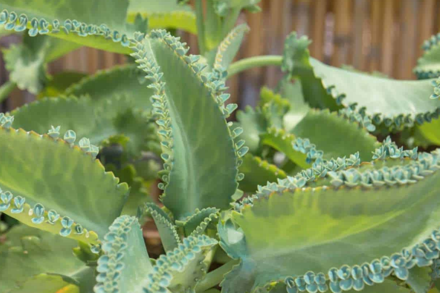 Kalanchoe Succulent Plant - 3 Color Choices - Mother of Thousands - Kalanchoe daigremontiana - Drought-Resistant, Indoor/Outdoor