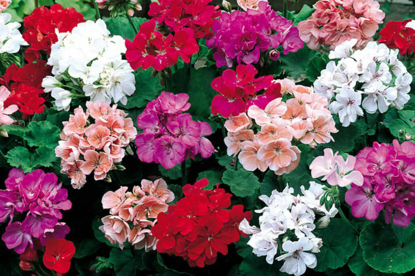 Maverick Mix Geranium Seeds, 25+ Flower Seeds, Colorful Blooms, Container & Garden Planting, Full Sun, Easy to Grow