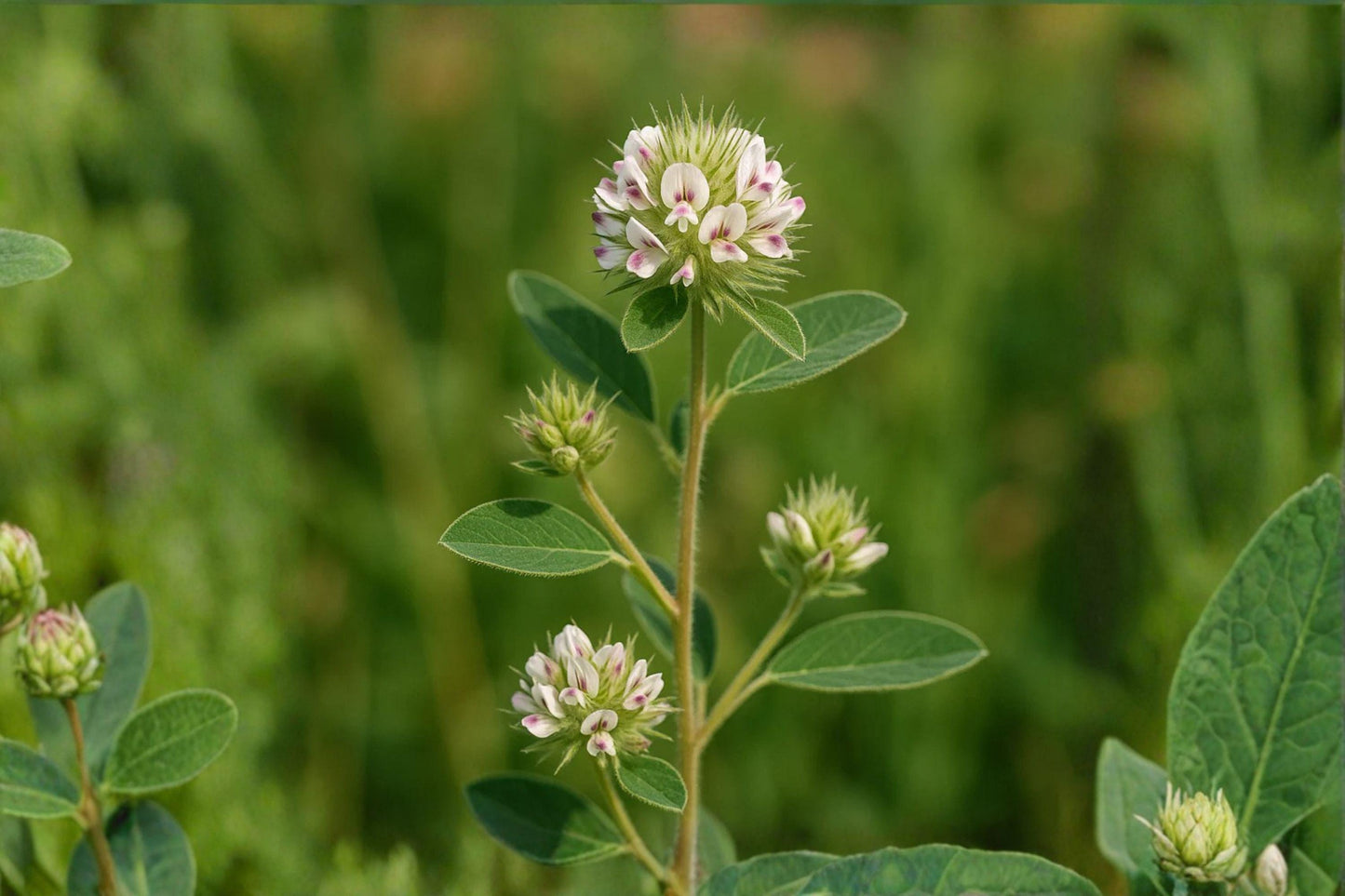 30 Roundhead Bush Clover Seeds – Lespedeza capitata – Native Legume – Pollinator Plant – Prairie Wildflower