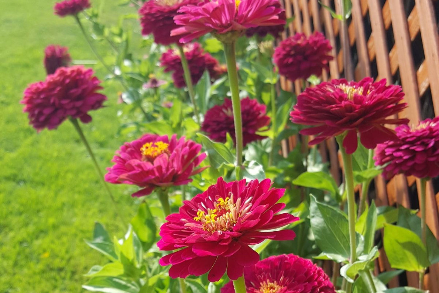 Benary Giant Wine Zinnia Seeds, 100+ Flower Seeds, Deep Burgundy Blooms, Cut Flower Garden, Pollinator-Friendly, Full Sun