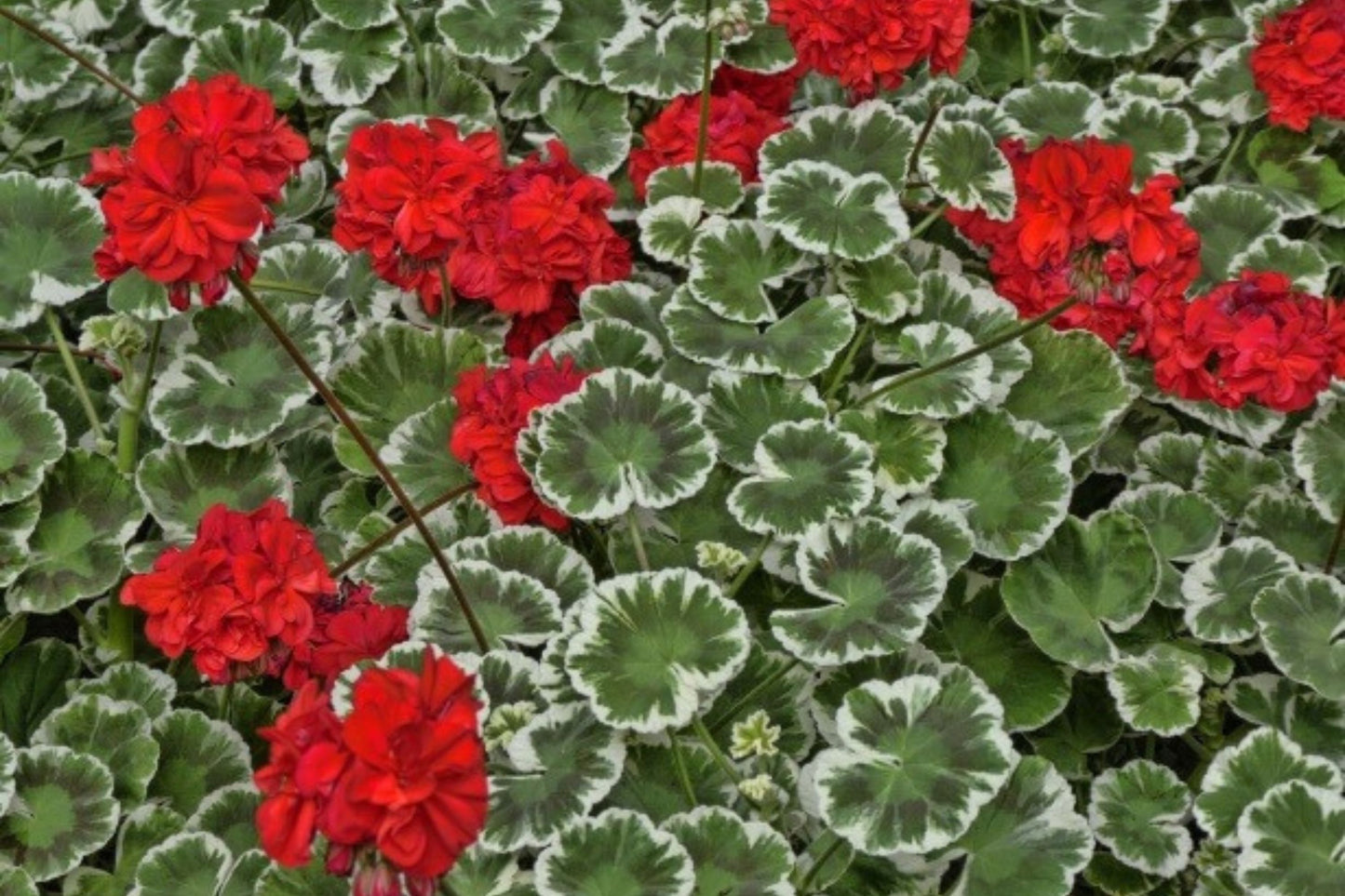 Wilhelm Langguth Geranium Seeds, 25+ Zonal Flower Seeds, Vibrant Red Blooms, Full Sun, Container & Garden Planting