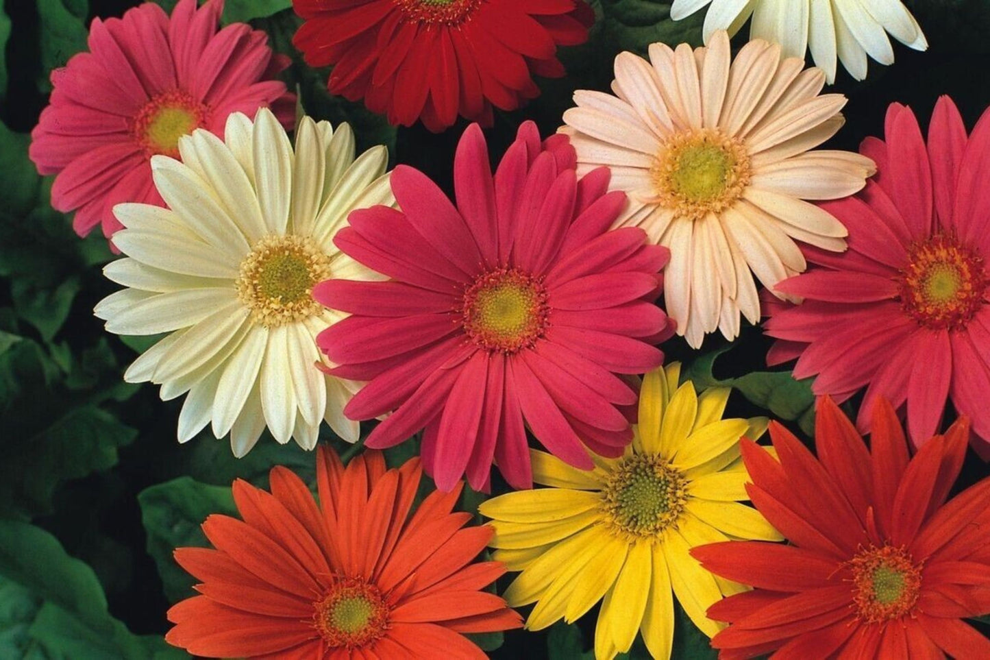 JamesonII Mix Gerbera Daisy Seeds - 200+ Colorful Bloom Seeds - USA Grown - - Cut Flowers - Butterfly Garden - Easy Grow