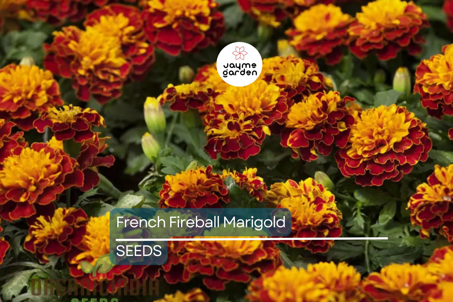 French Fireball Marigold Seeds - 25+ Bi-Color Blooms - USA Grown - - Pest Repellent - Butterfly Magnet - Easy to Grow