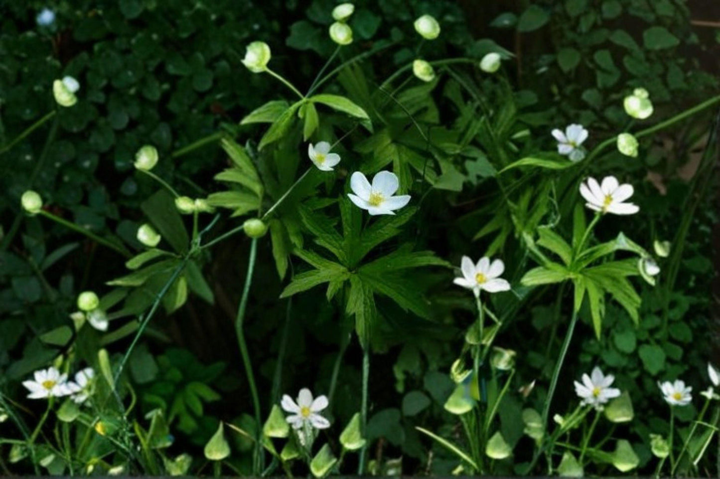 Canada Anemone Seeds: Native Wildflower, Pollinator Garden (100 Seeds)