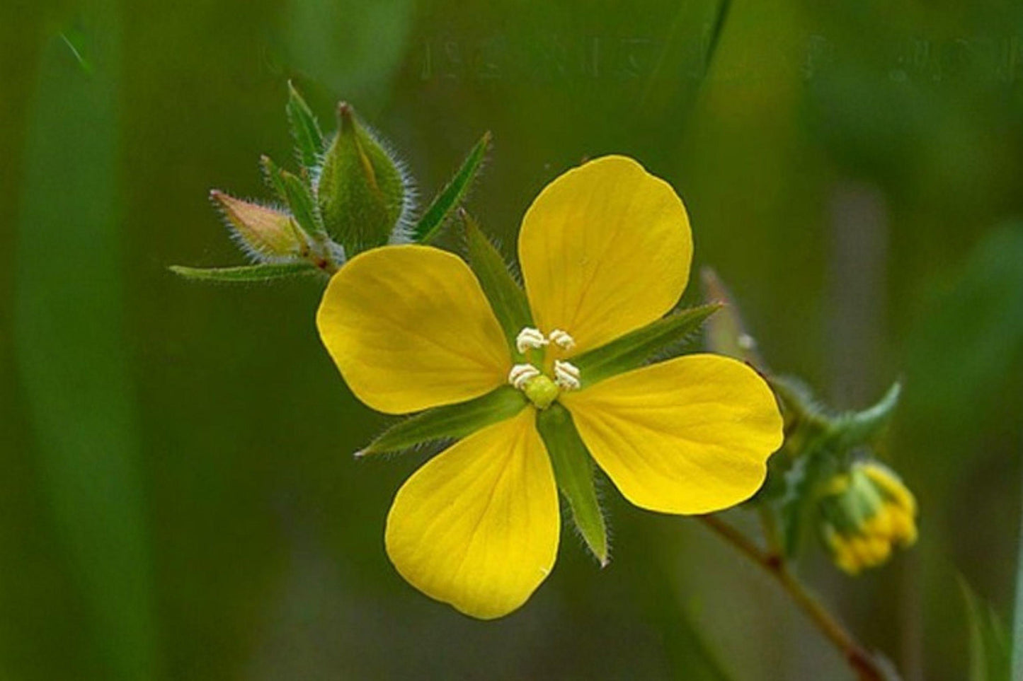 100 Seedbox Seeds – Ludwigia alternifolia – Native Wetland Plant – Pollinator Friendly – Unique Seed Pods