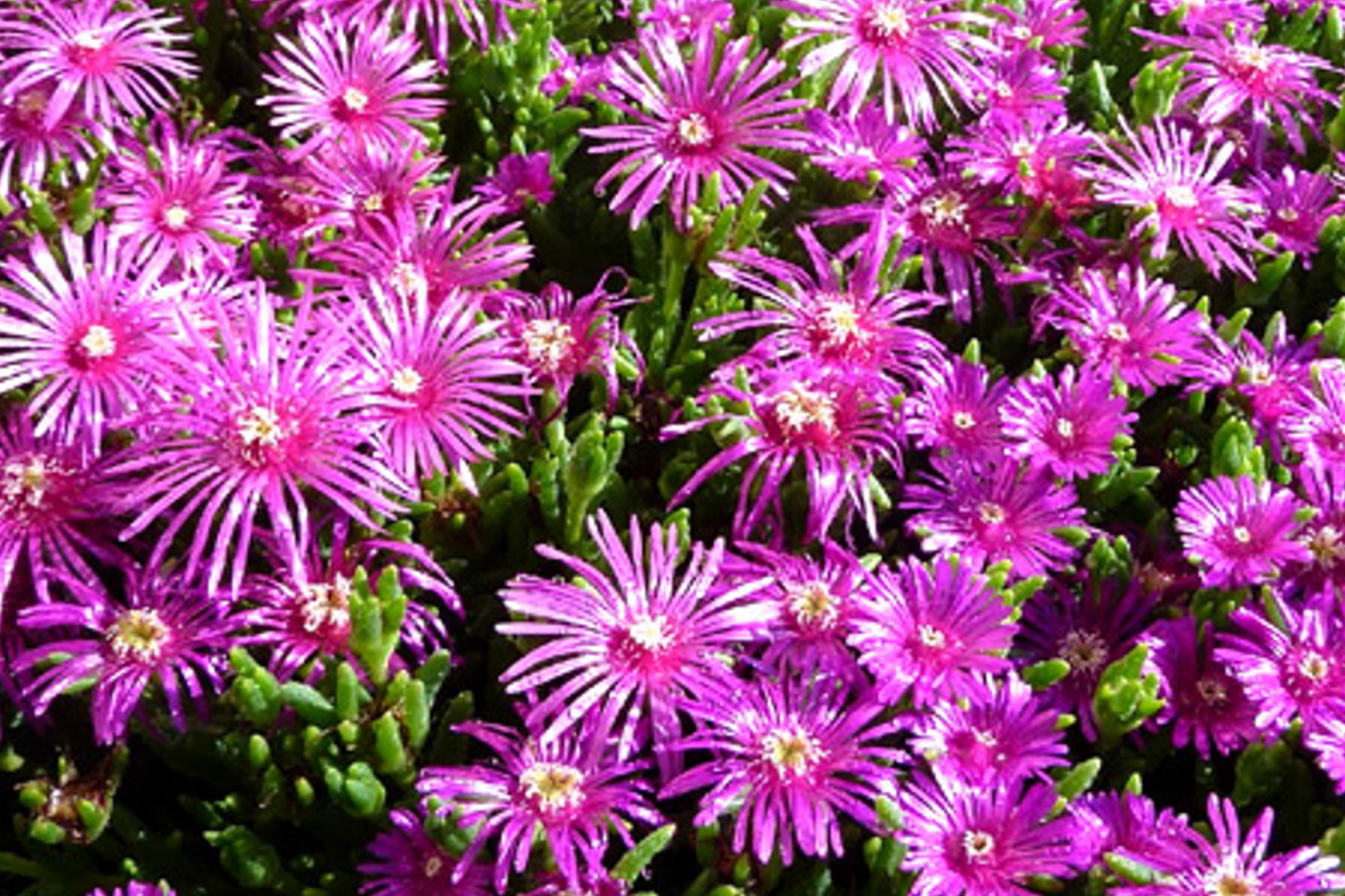 Ice Plant Seeds 50 Count - Pink Fuchsia Ground Cover (Delosperma cooperi 'Table Mountain') - Drought-Tolerant Perennial