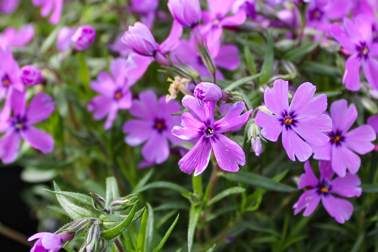 Purple Beauty Moss Phlox Seeds, 100+ Non-GMO Flower Seeds, Ground Cover Perennial, Full Sun, USDA Zones 3-9, Attracts Pollinators