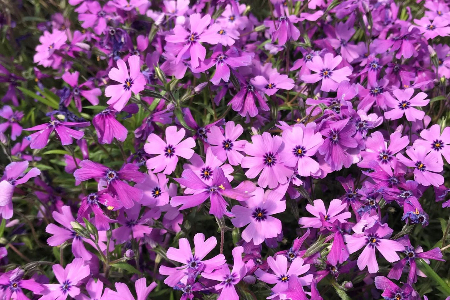 Purple Beauty Moss Phlox Seeds, 100+ Non-GMO Flower Seeds, Ground Cover Perennial, Full Sun, USDA Zones 3-9, Attracts Pollinators